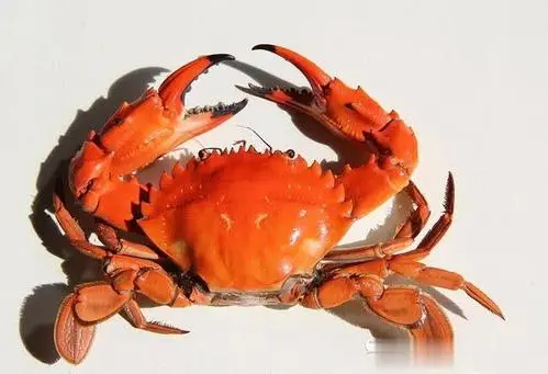 为什么螃蟹煮熟了就变成了红色-简短介绍